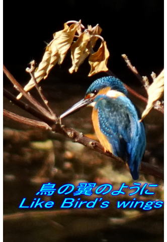 　  　                  鳥の翼のように 　Like Bird's wings