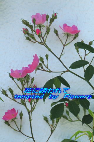 　                       花に誘われて 　　tempted　ｂｙ　Flowerｓ